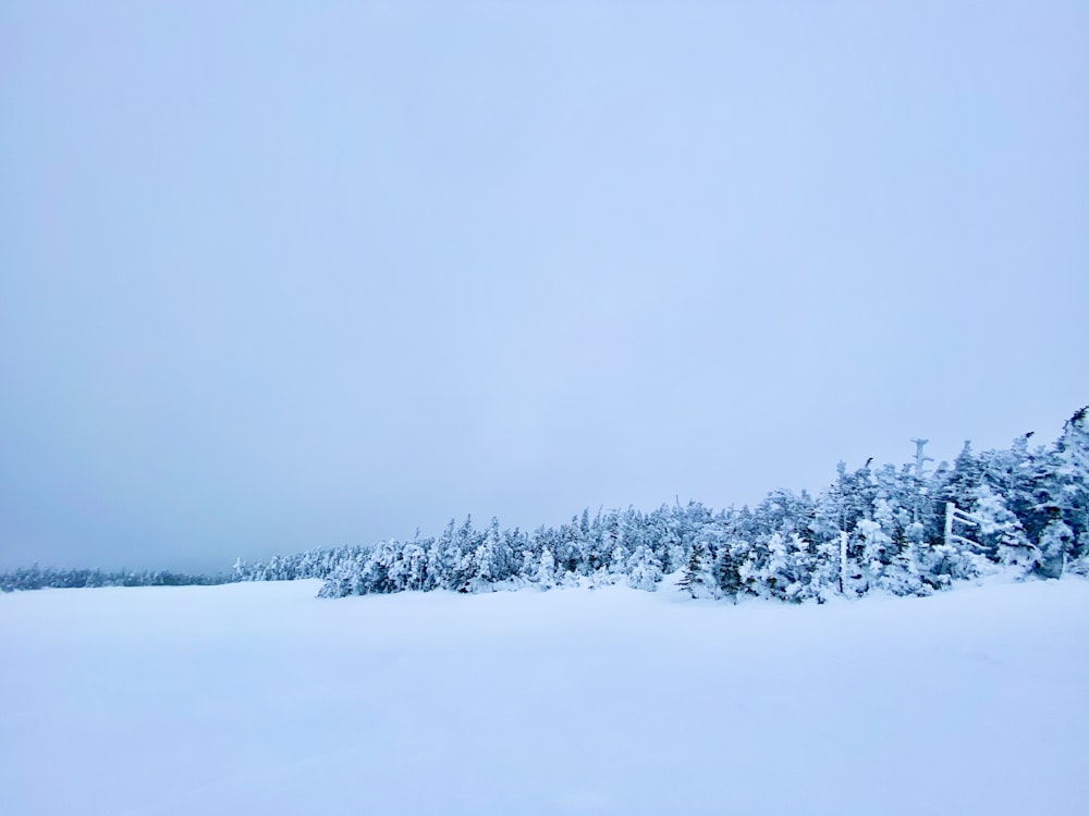 snow covered trees during daytime