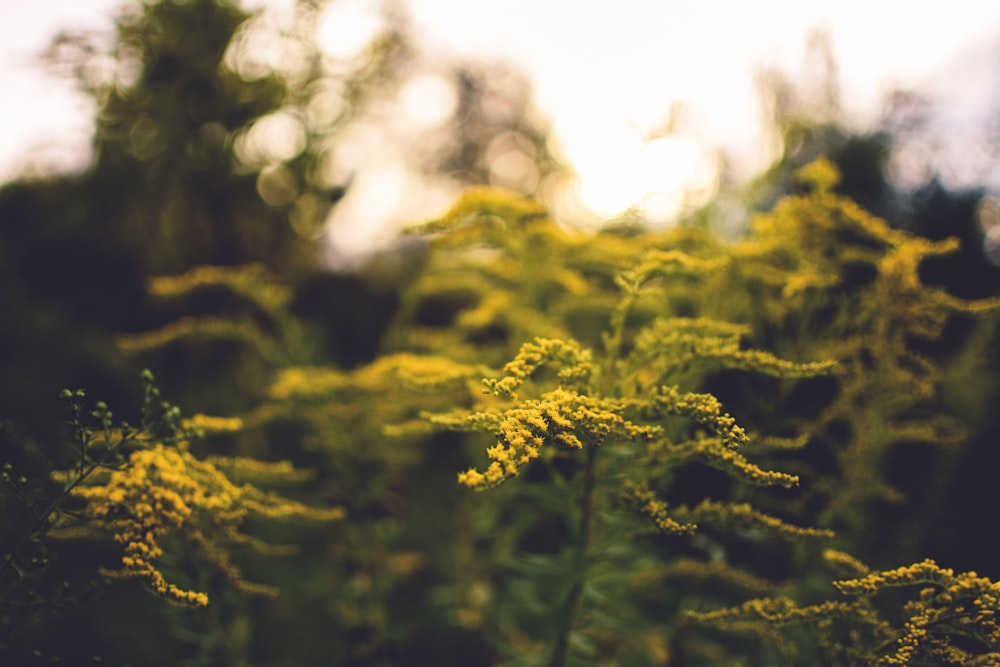 green tree in tilt shift lens