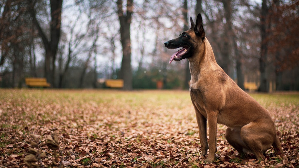 brown and black short coated dog on brown dried leaves during daytime