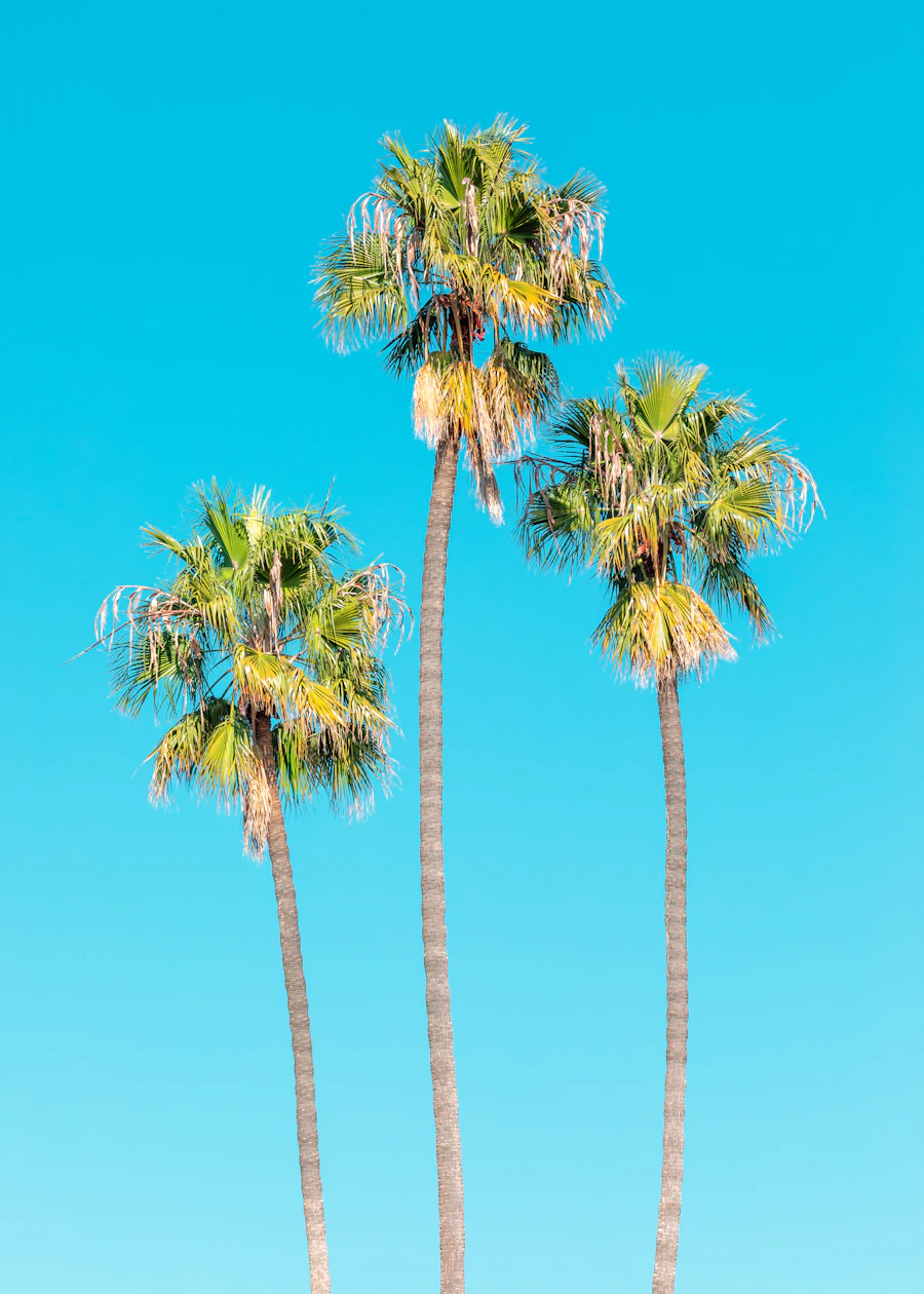 Three palms against a blue sky