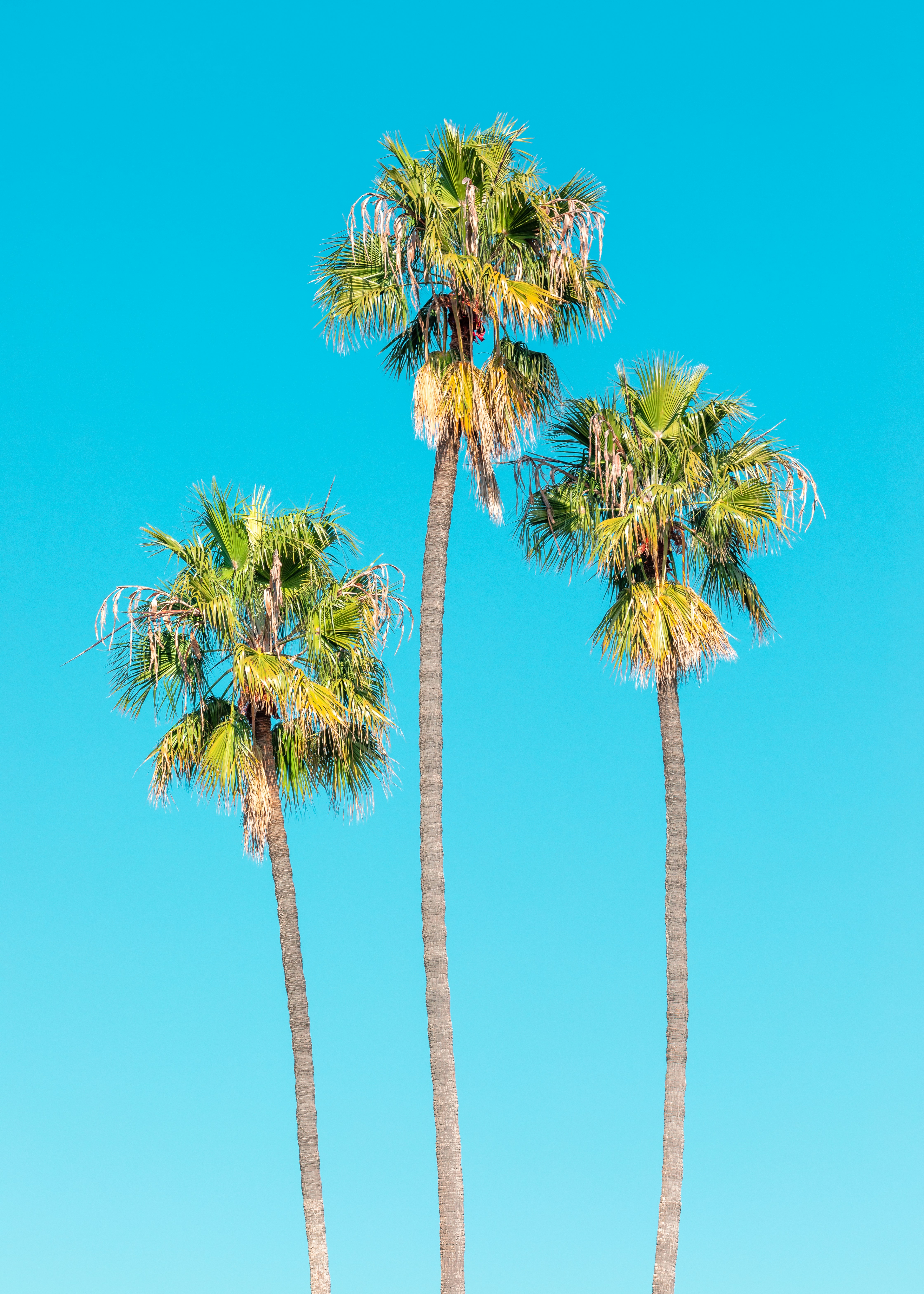 These Three Palms