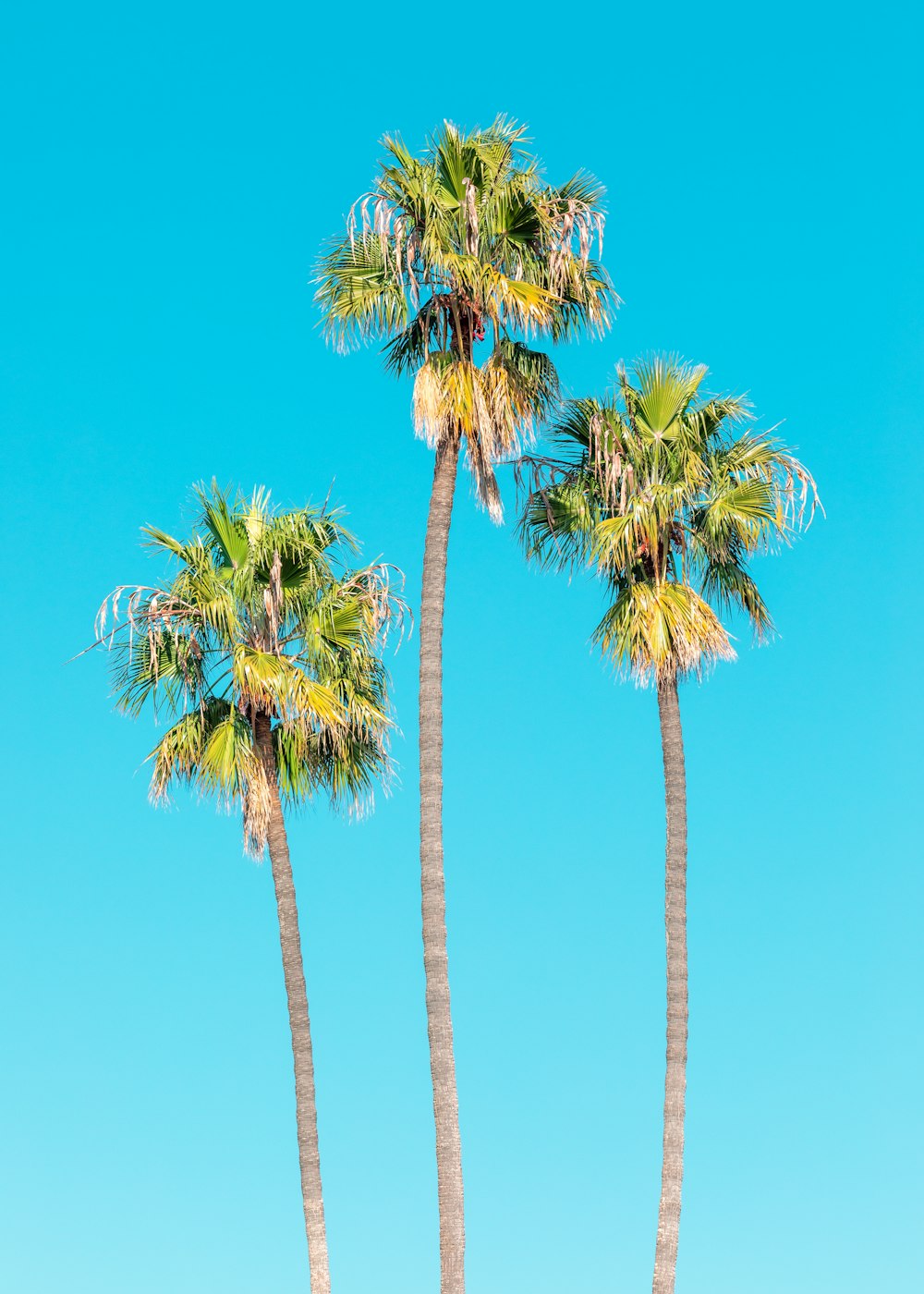 green palm trees under blue sky during daytime