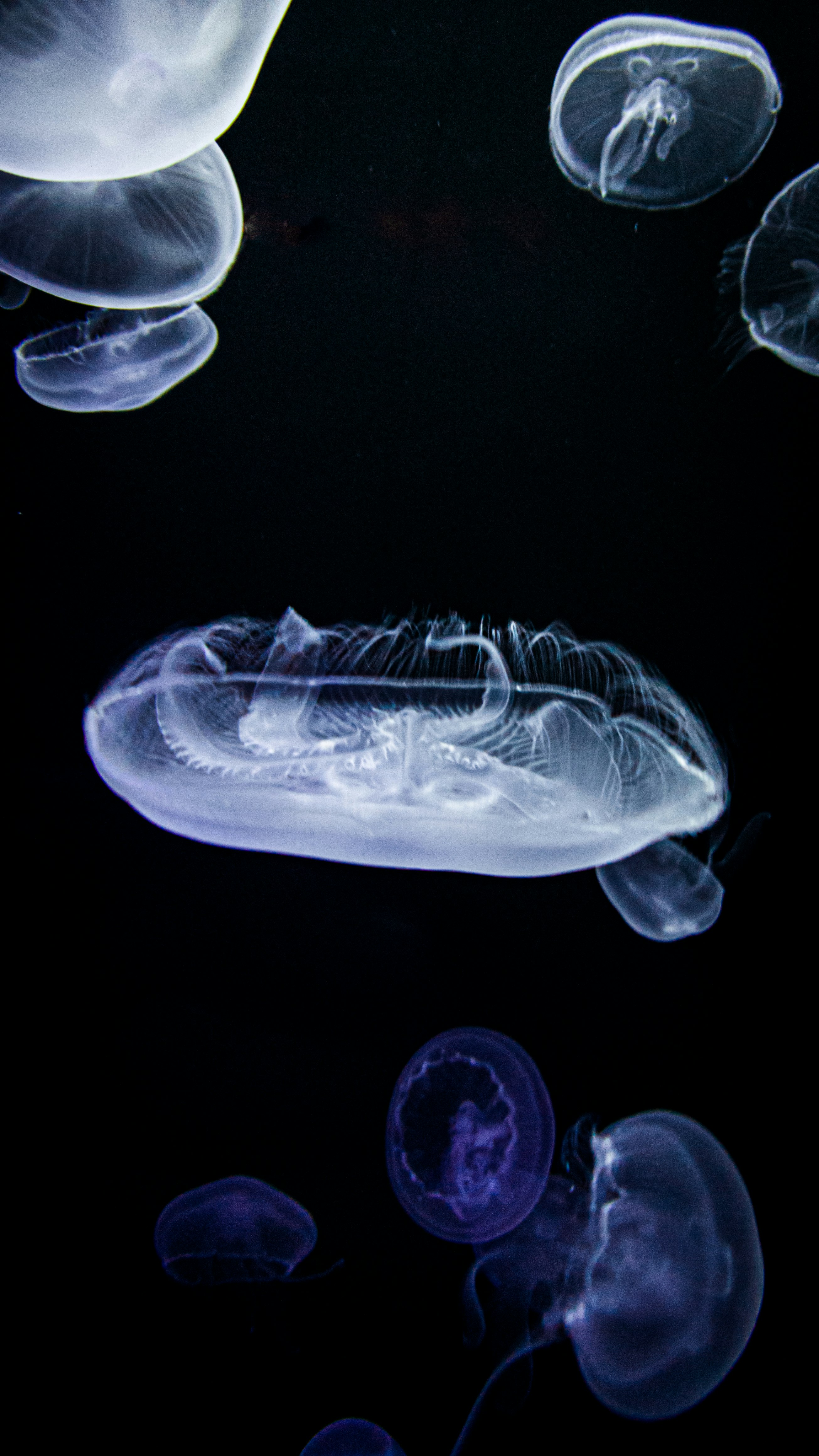 white and blue jellyfish in water