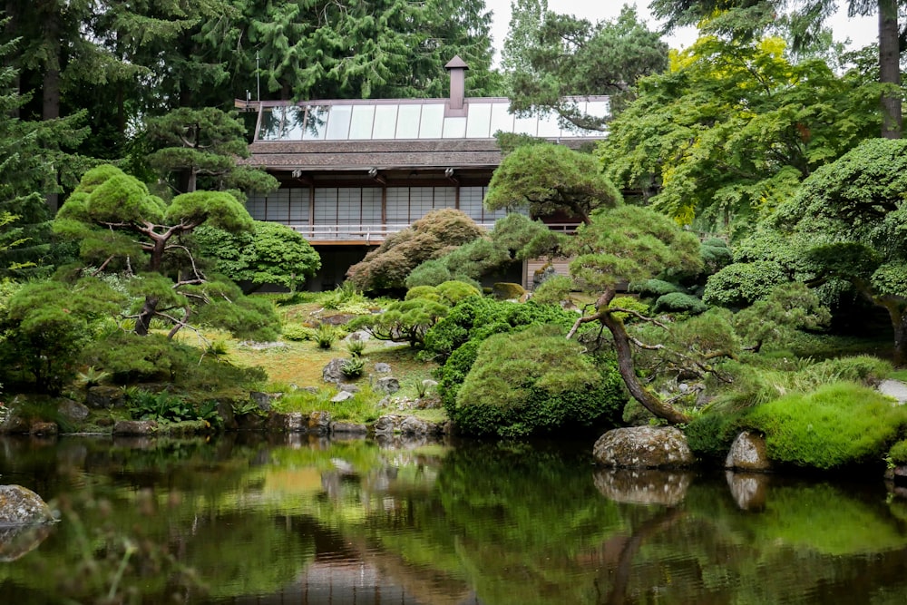 日中の水域の茶色の木の枝