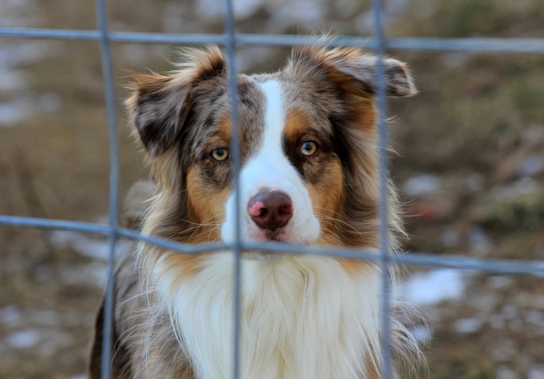 Australian shepherd dog behind a fence - making the lifetime commitment to a pet