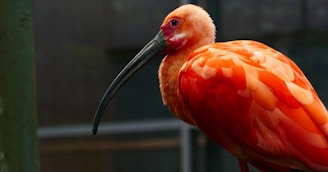 A vibrant orange bird with a long, curved beak perched gracefully. The feathers are a mix of bright orange and subtle white patterns. The background is dark and blurred, highlighting the bird's vivid colors.