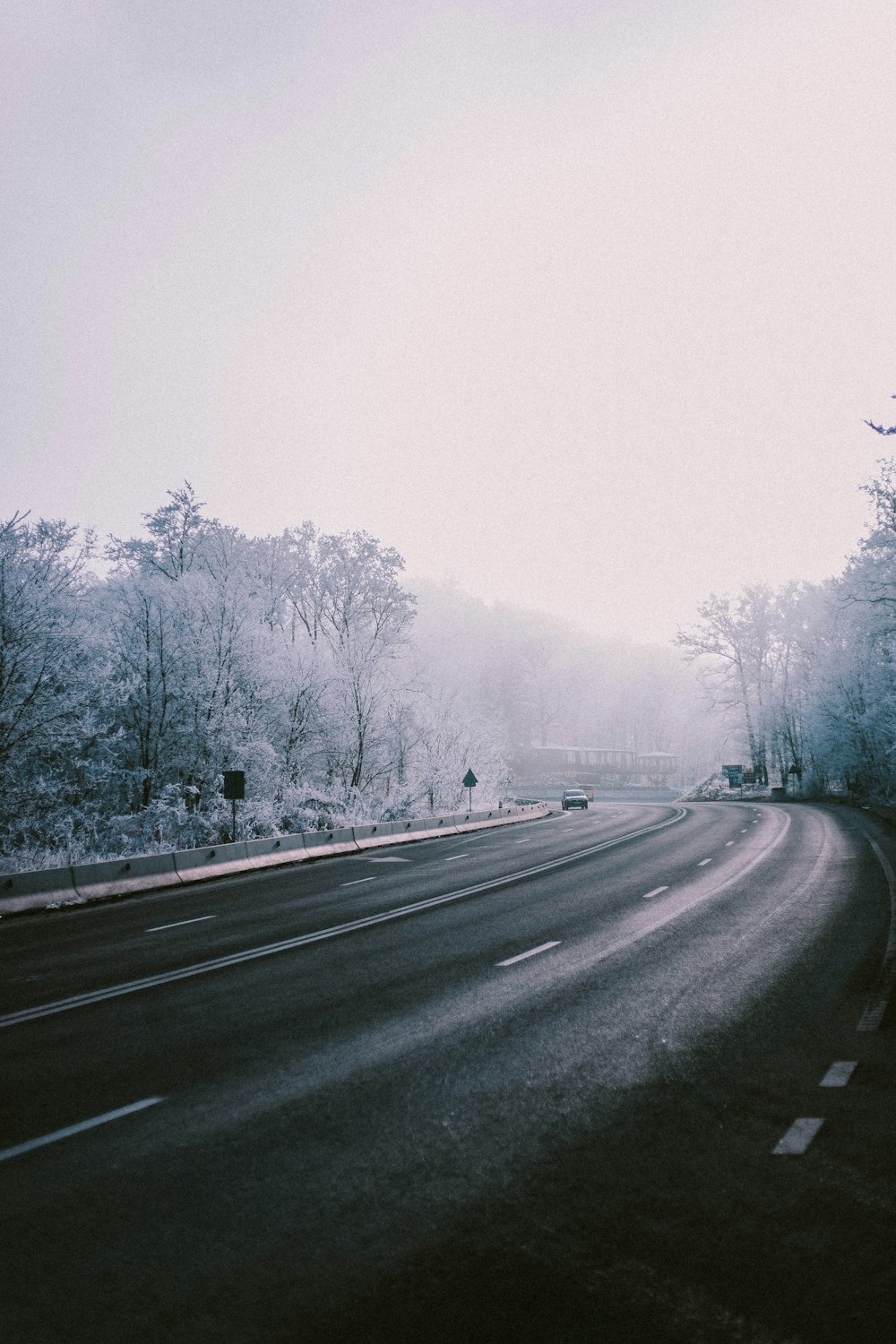 gray asphalt road between trees during daytime