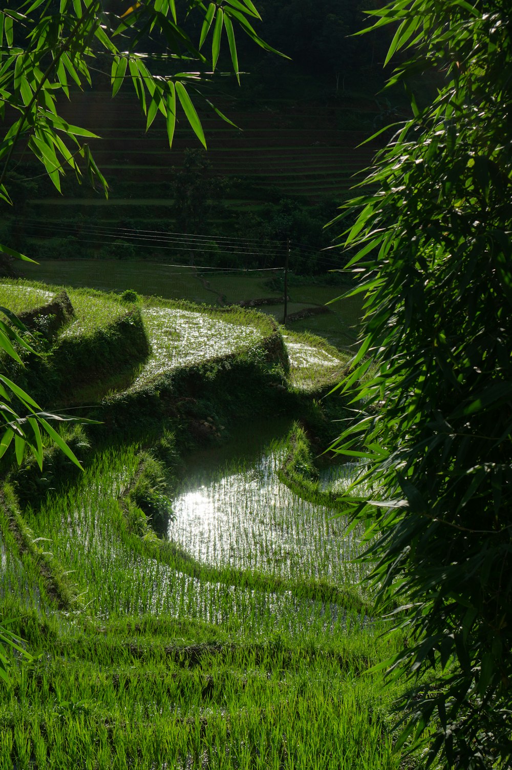 green grass field and green trees