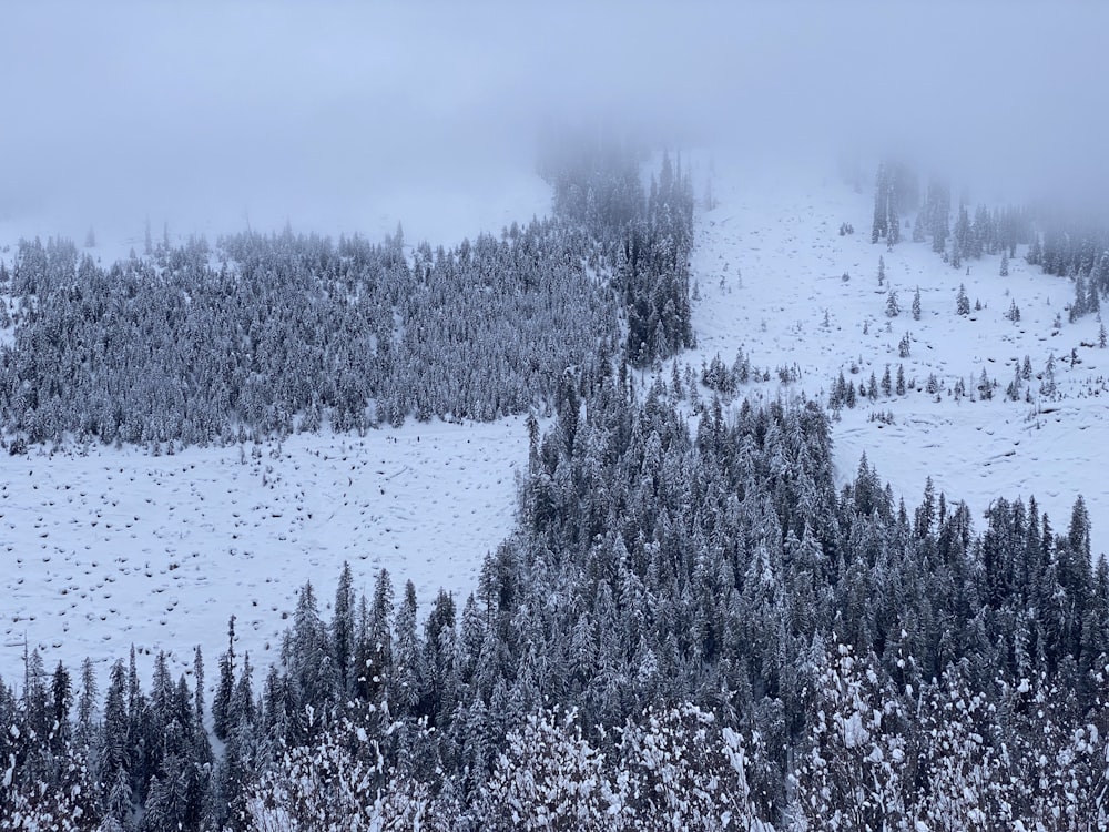 snow covered trees during daytime