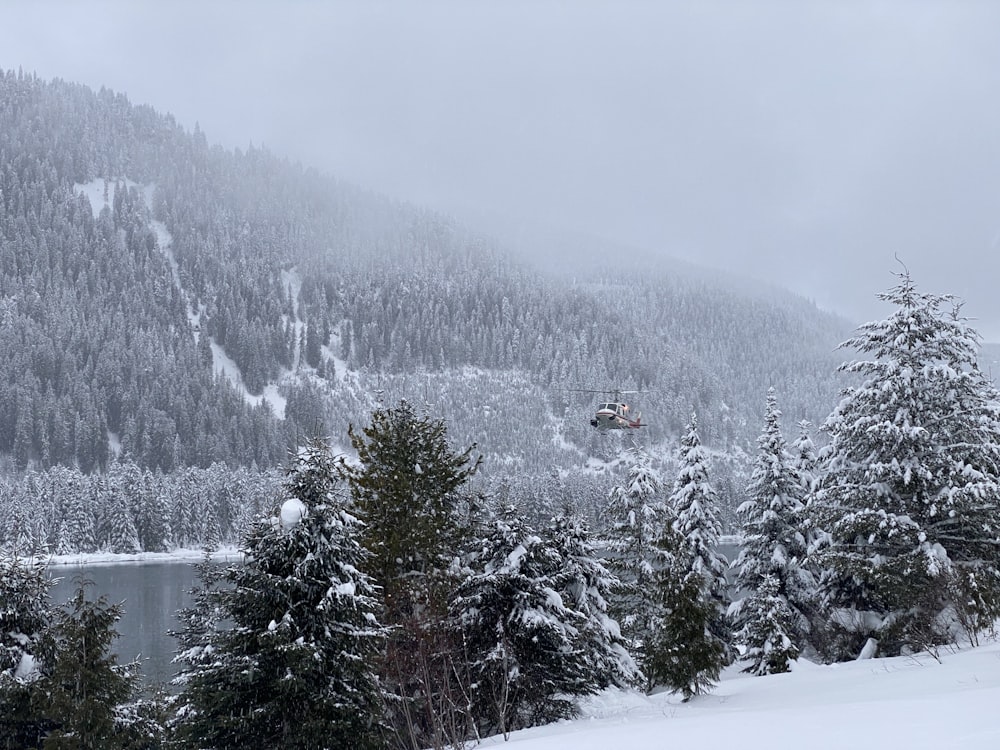 des pins couverts de neige près d’un plan d’eau pendant la journée ;
