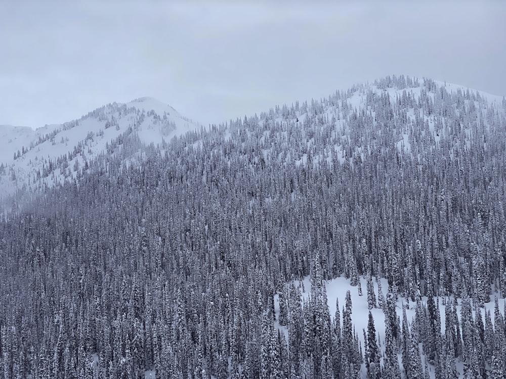 grayscale photo of trees and mountain