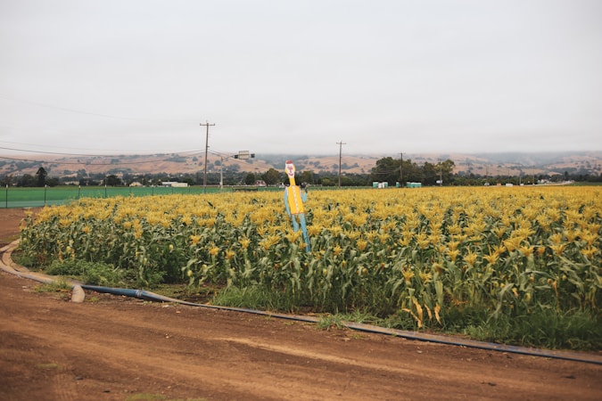 The Beauty and Importance of Cornfields