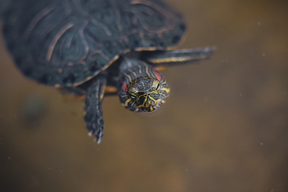 black and green turtle in water
