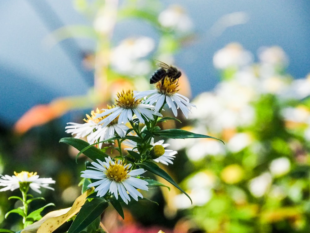 bee on white and yellow flower