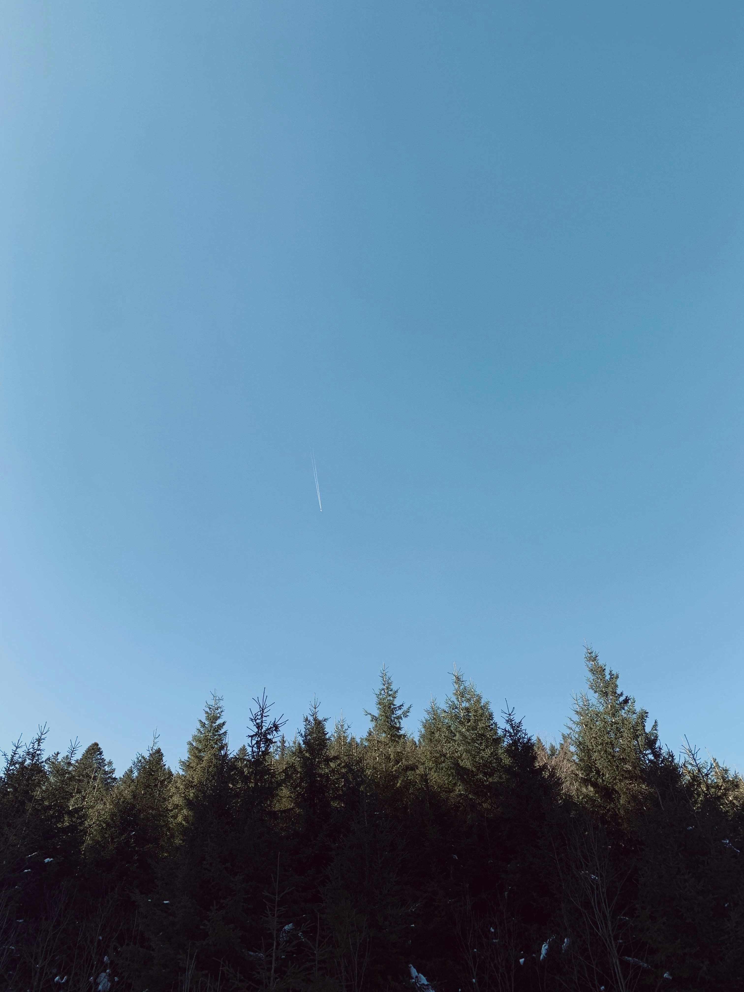 green trees under blue sky during daytime