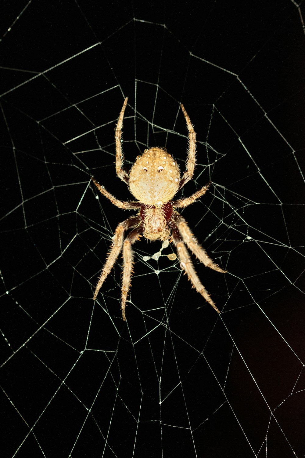 brown spider on spider web
