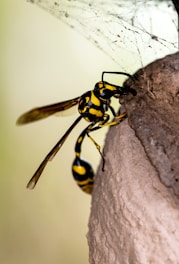 A wasp with a distinct black and yellow striped body is perched on a mud nest. Its intricate wings are visible, and the background is softly blurred, highlighting the wasp as the main subject. Above the wasp, there is a delicate web structure.