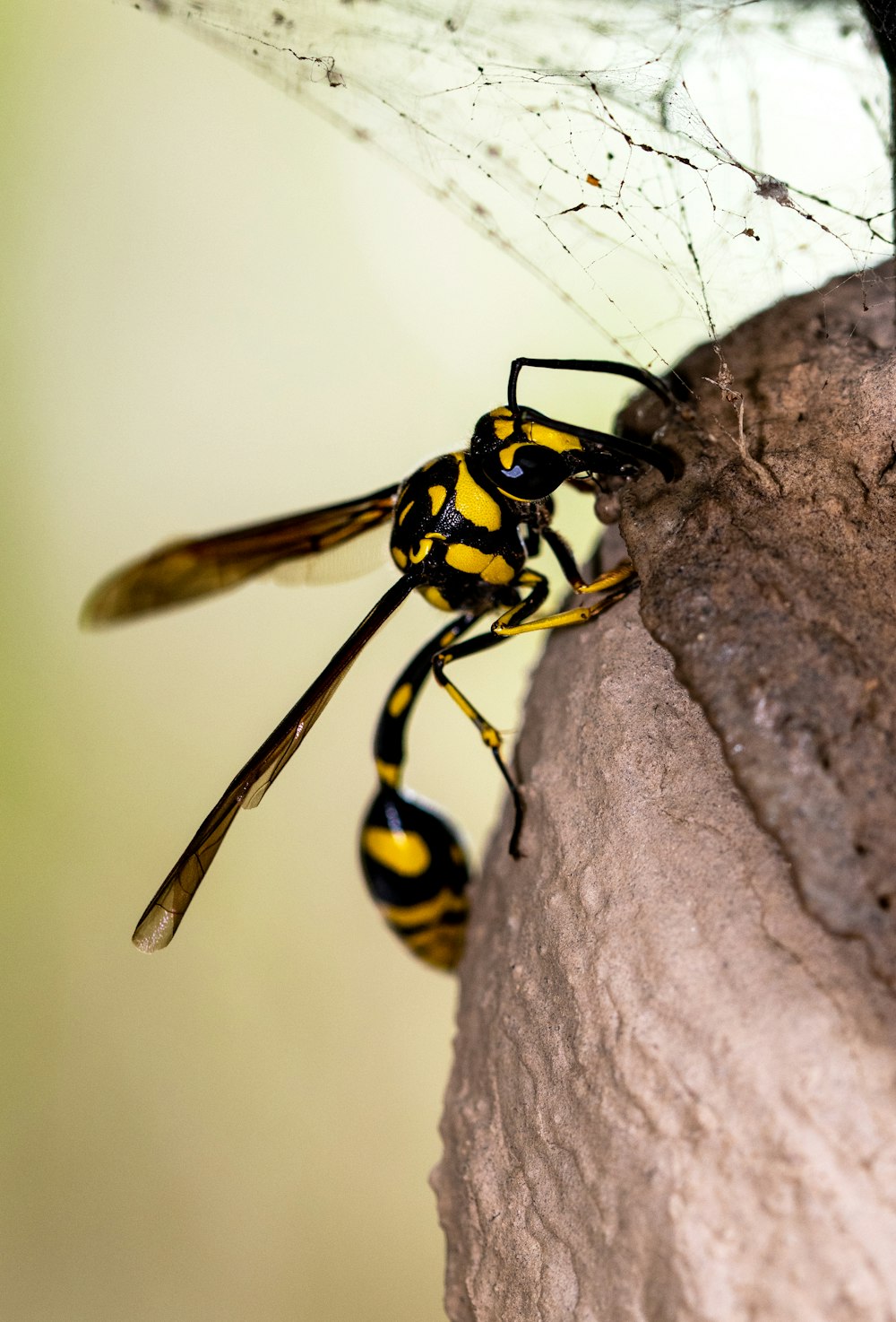 yellow and black insect on brown wood