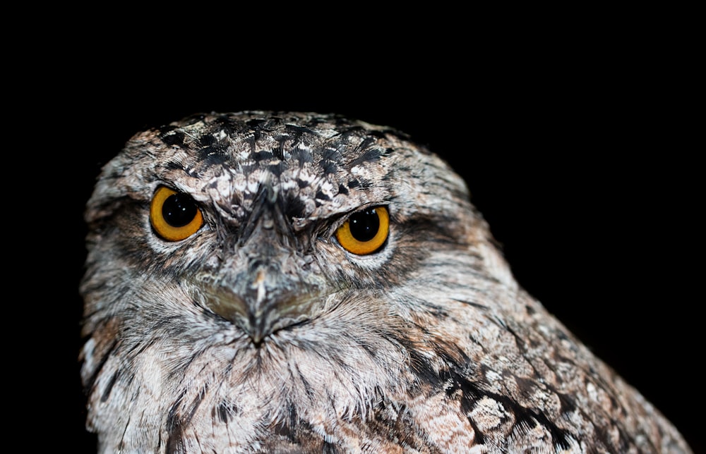 hibou brun et blanc en gros plan