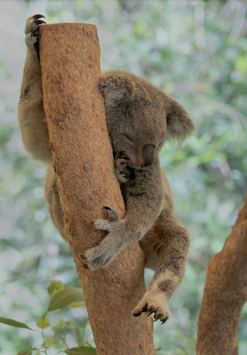 Oso koala marrón en un árbol marrón durante el día