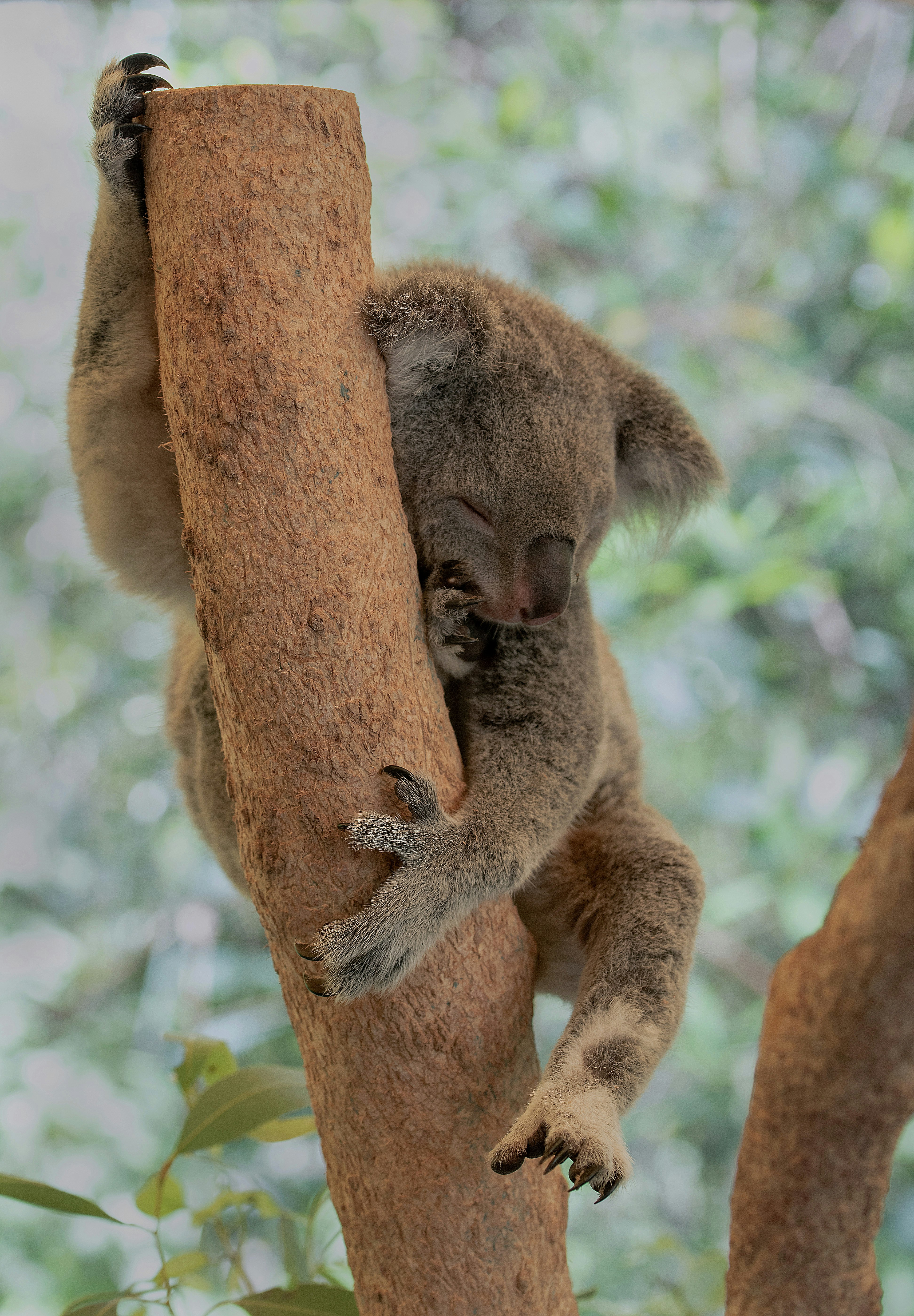 brown koala bear on brown tree during daytime