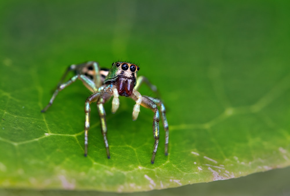 brown and black jumping spider on green leaf