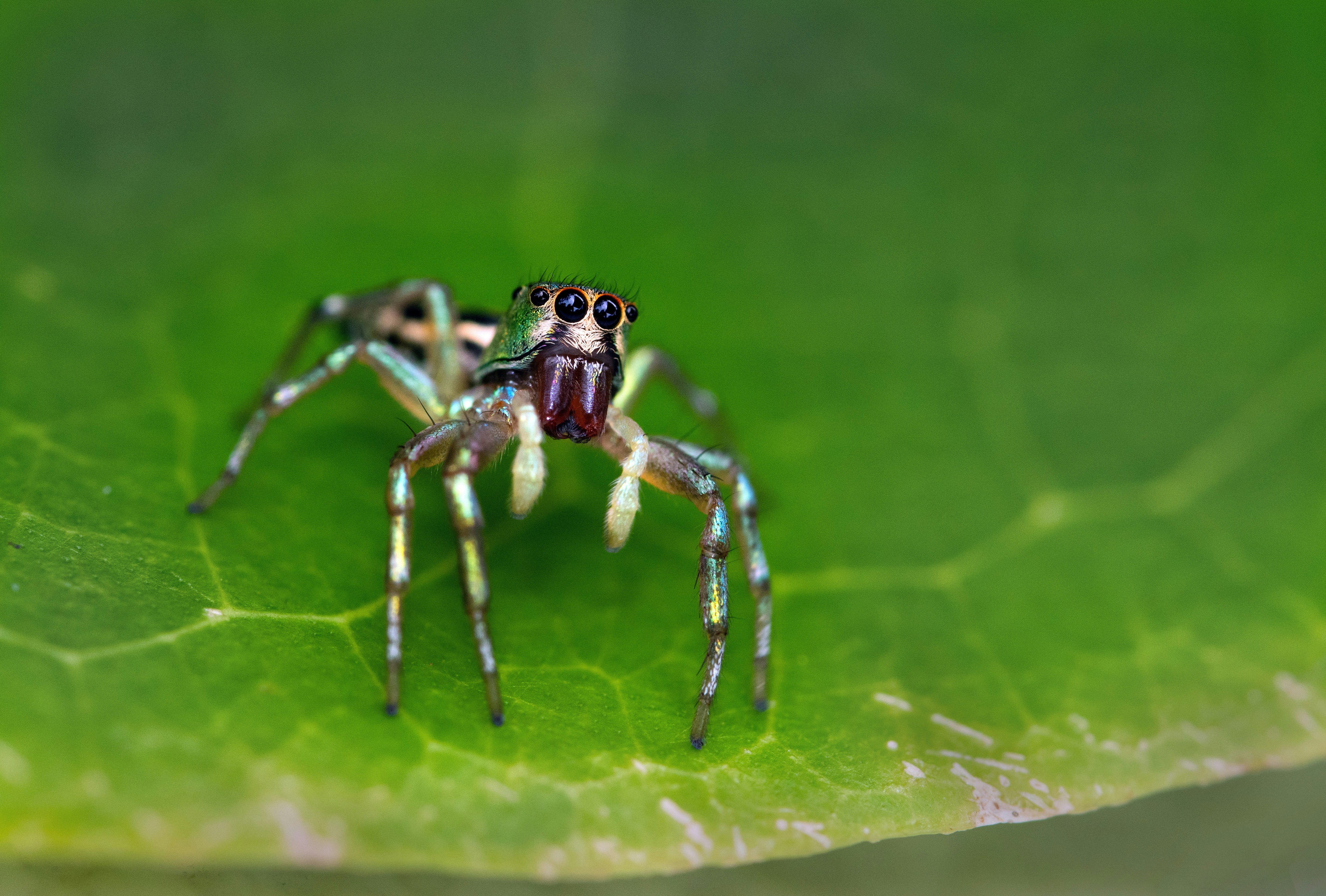 brown and black jumping spider on green leaf