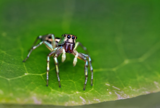 brown and black jumping spider on green leaf in Hartley's Crocodile Adventures Australia