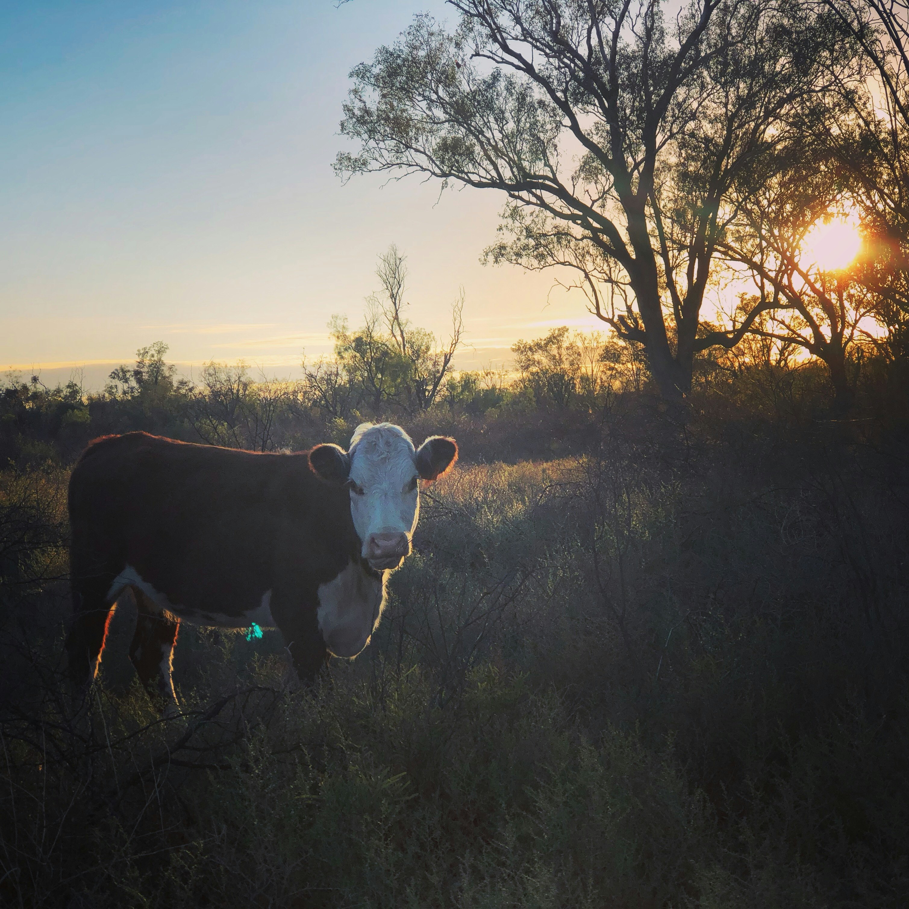 Cow Rural Australia Good Morning