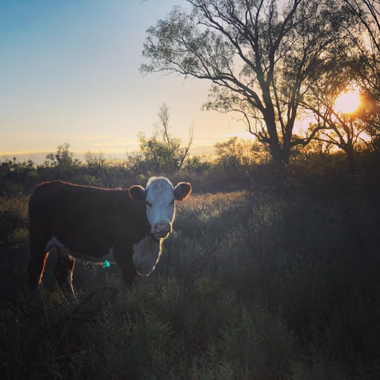 brown and white cow on green grass field during sunset in Moree NSW Australia