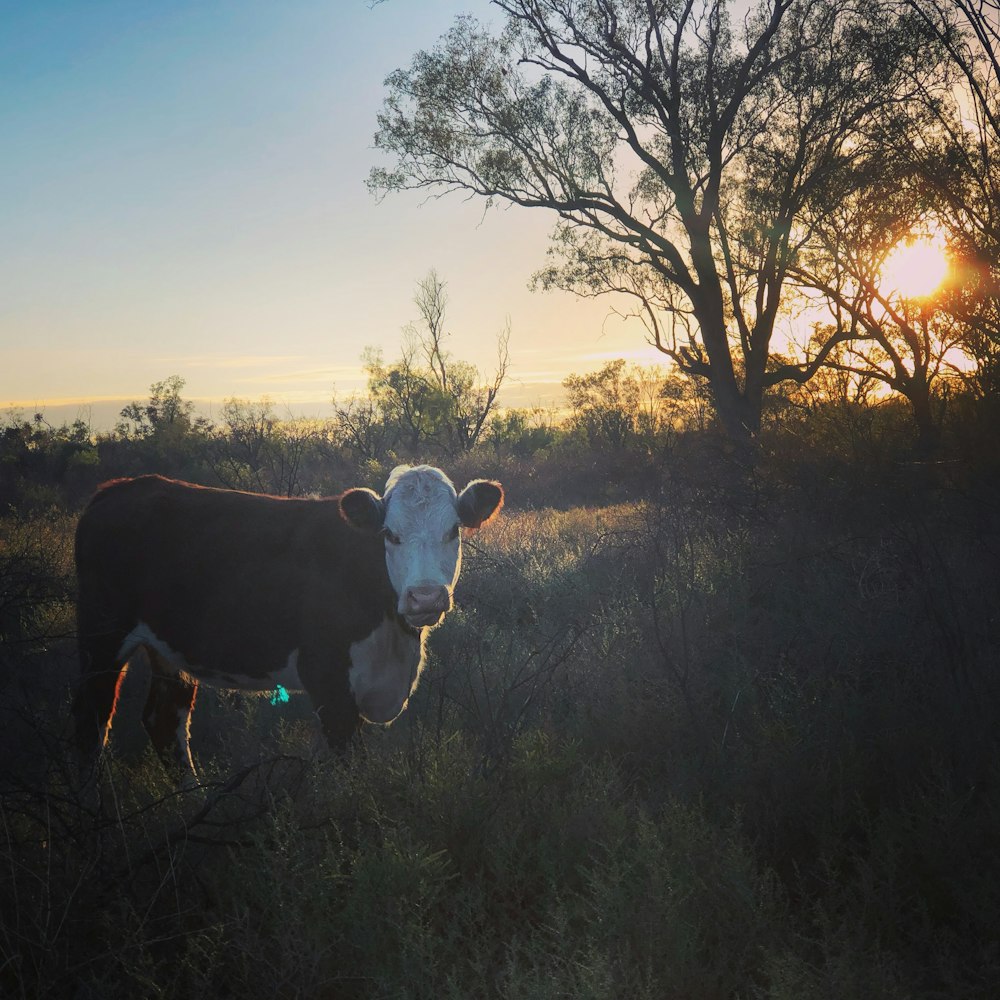 brown and white cow on green grass field during sunset