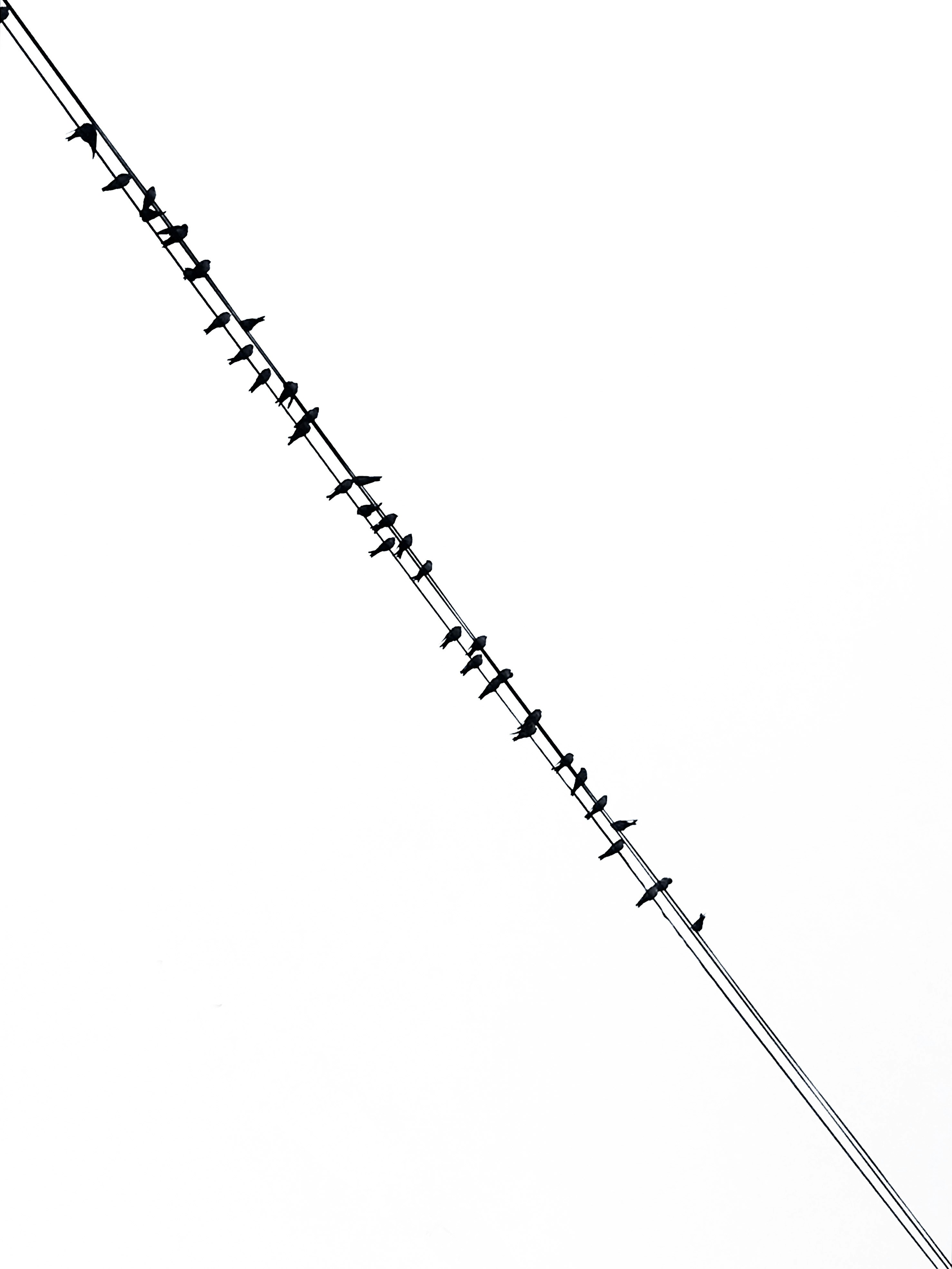 white and black line illustration