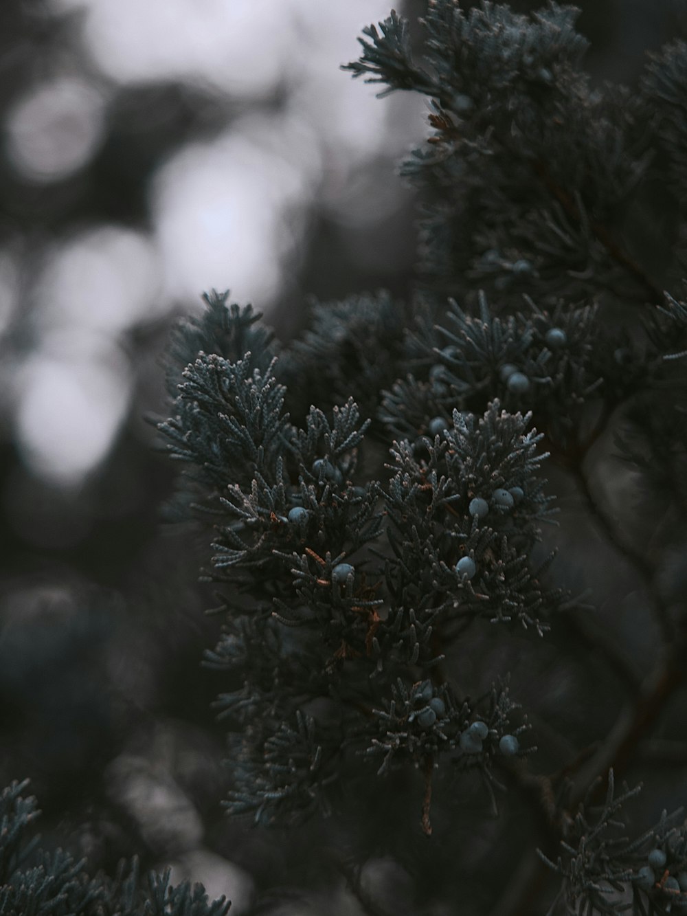 green pine tree with snow