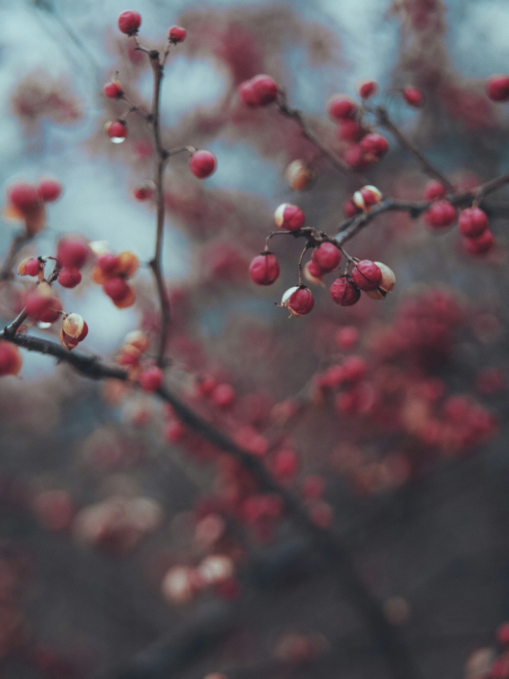 red round fruits in tilt shift lens