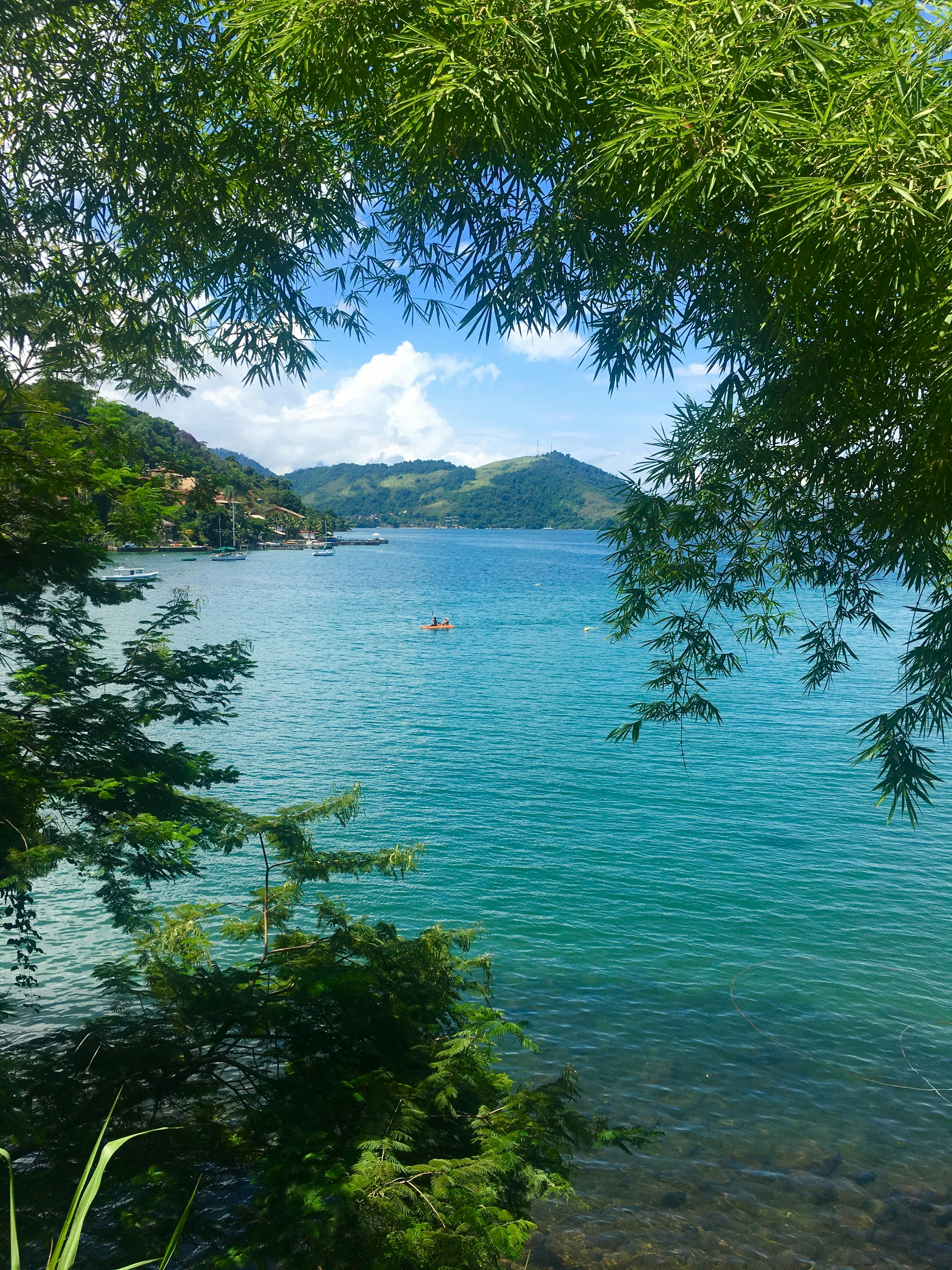green trees near body of water during daytime