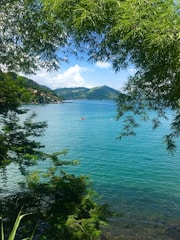 green trees near body of water during daytime