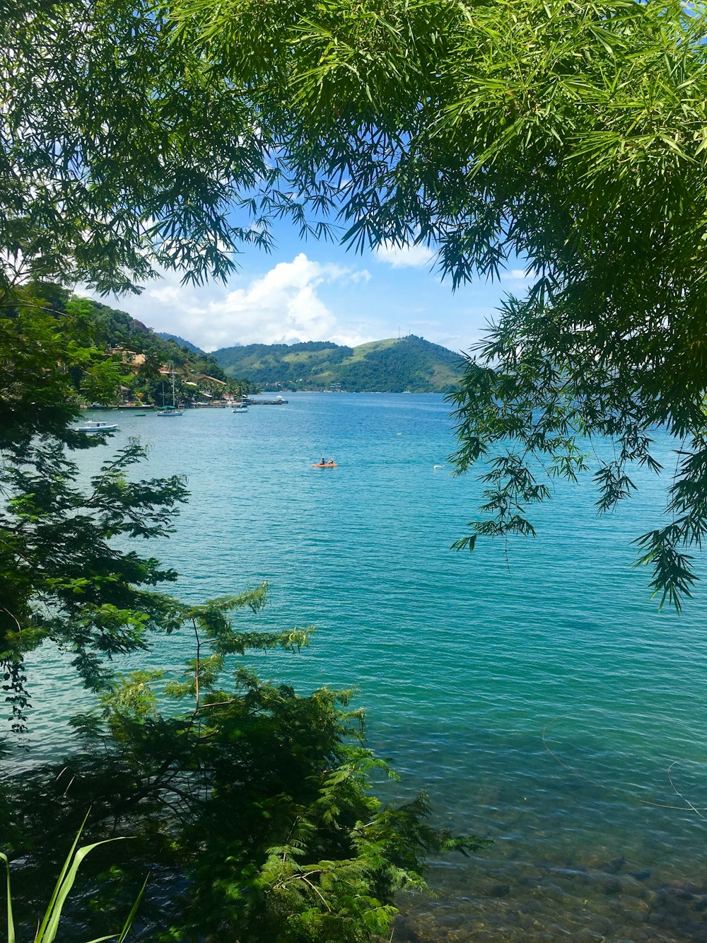 alberi verdi vicino allo specchio d'acqua durante il giorno