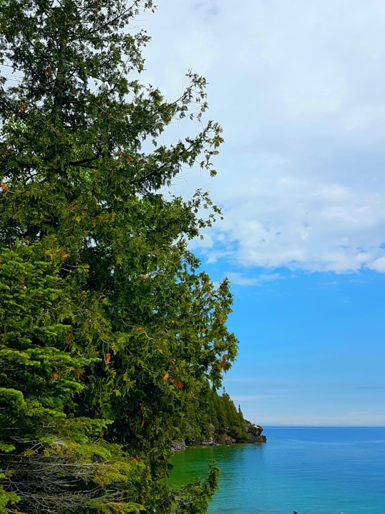 green tree near body of water during daytime in Flowerpot Island Canada