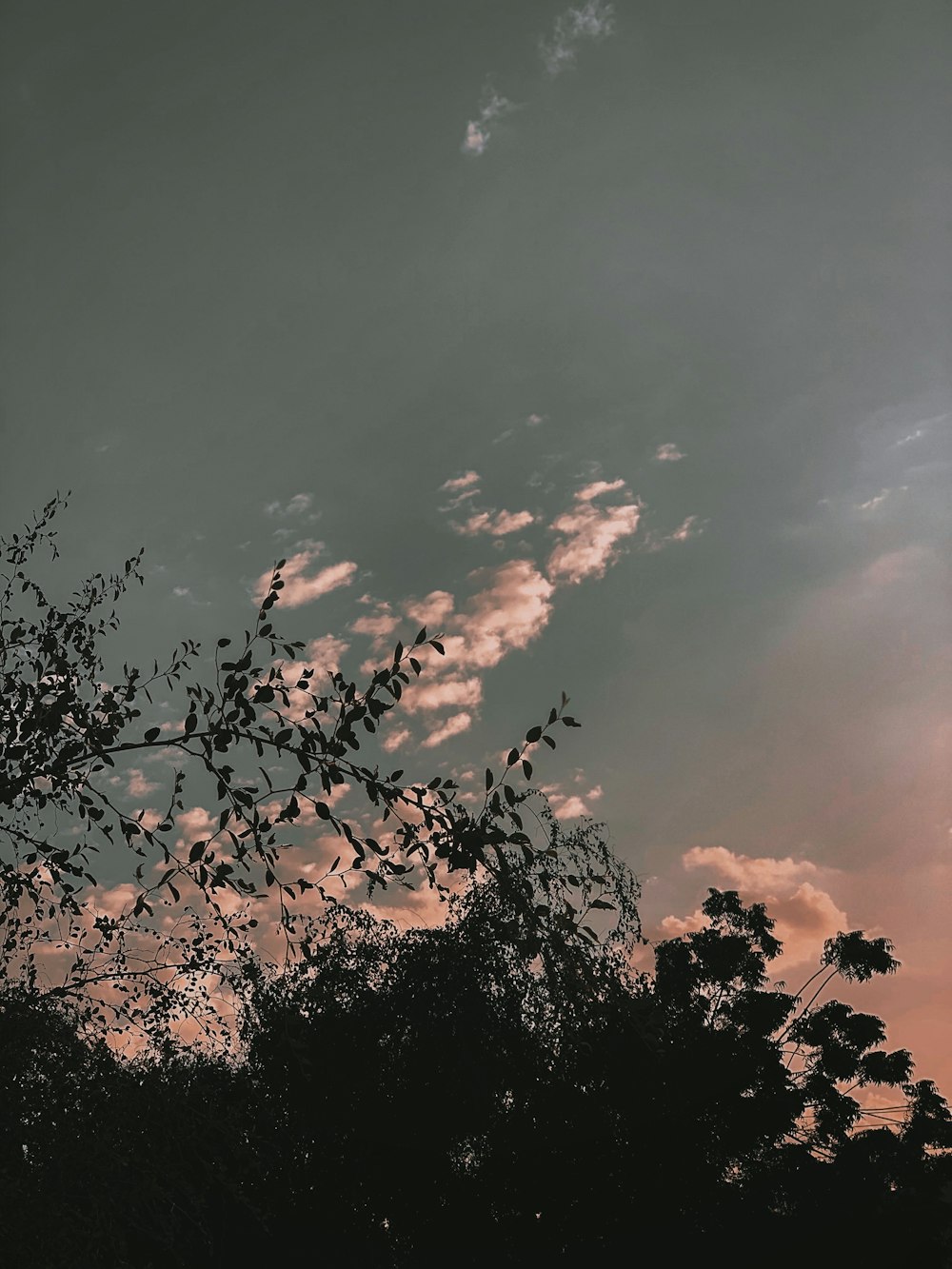 Silhouette der Bäume unter bewölktem Himmel tagsüber