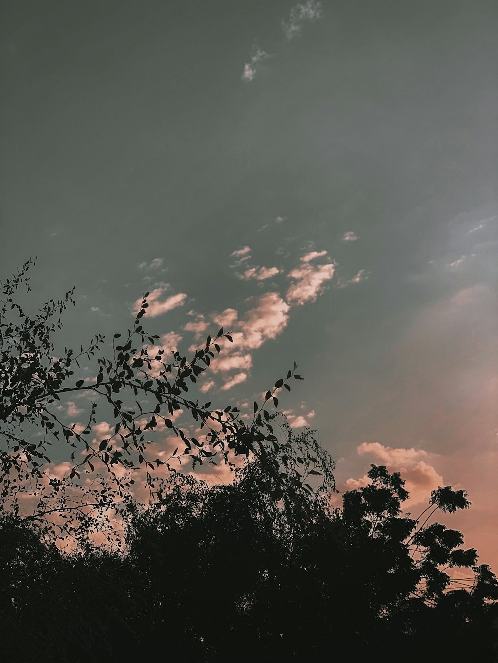 silhouette of trees under cloudy sky during daytime