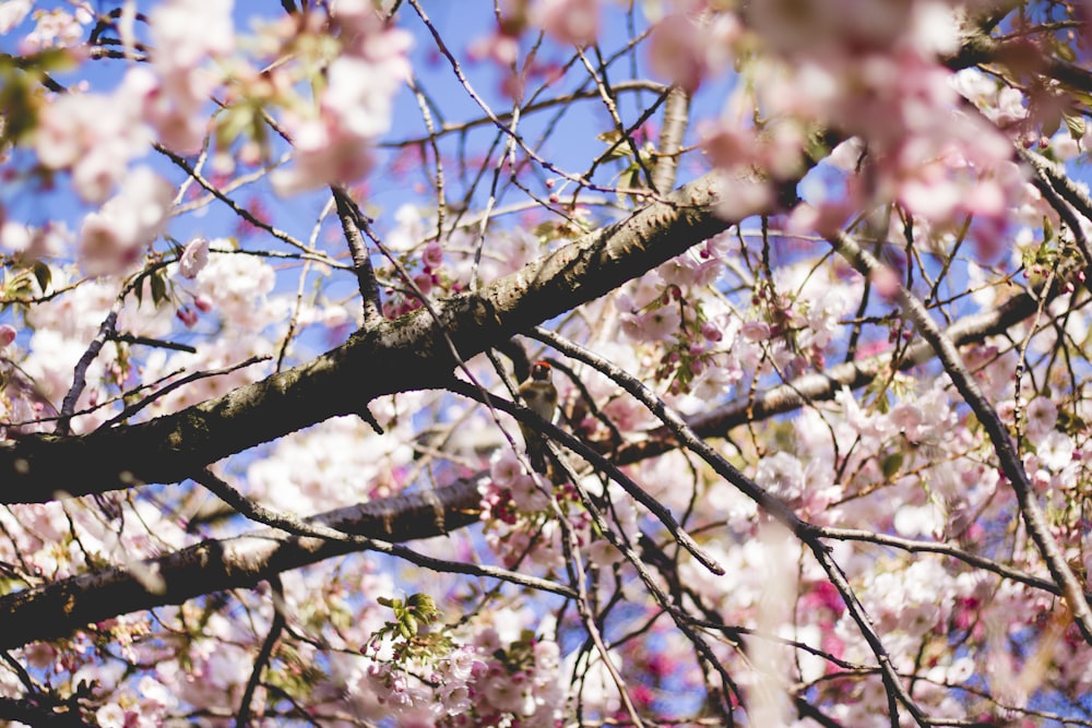 pink cherry blossom tree during daytime