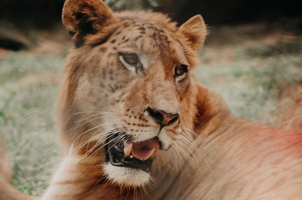 brown lion lying on green grass during daytime