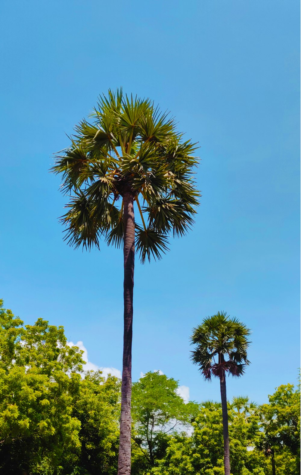 green palm tree under blue sky during daytime