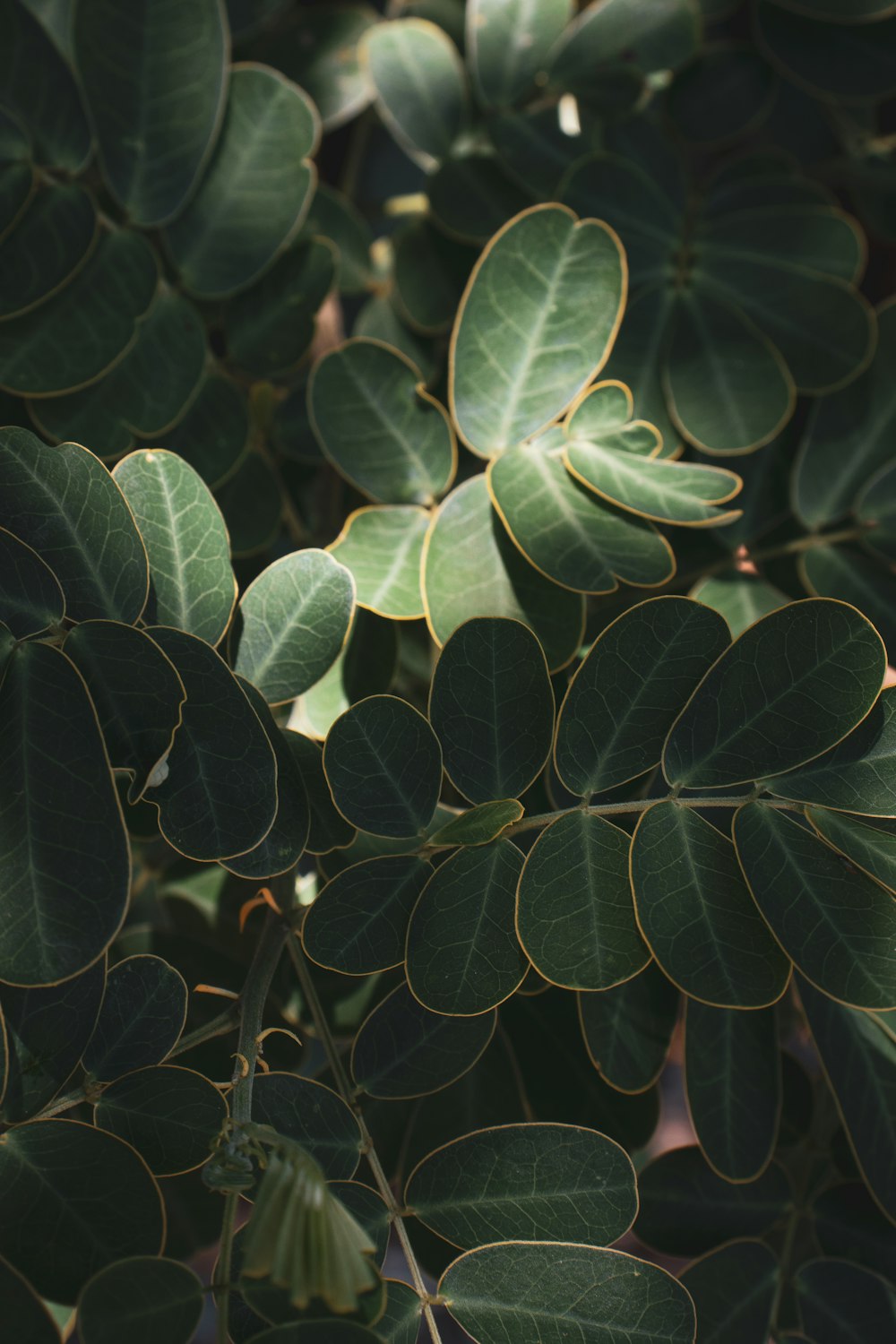 green leaves in close up photography