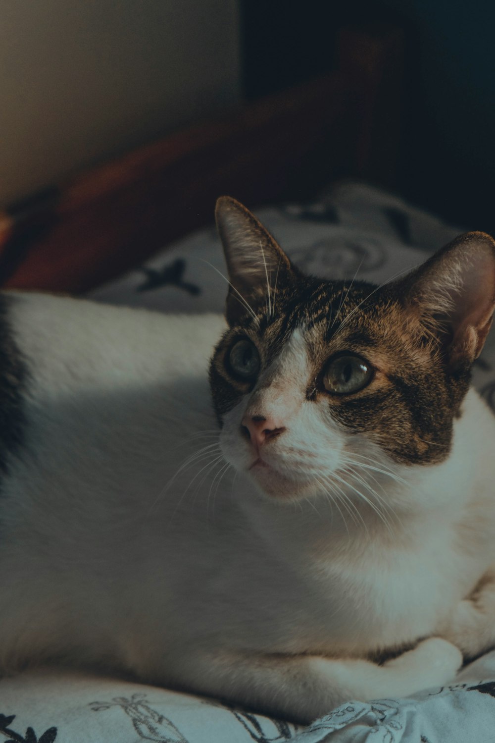 calico cat on white textile