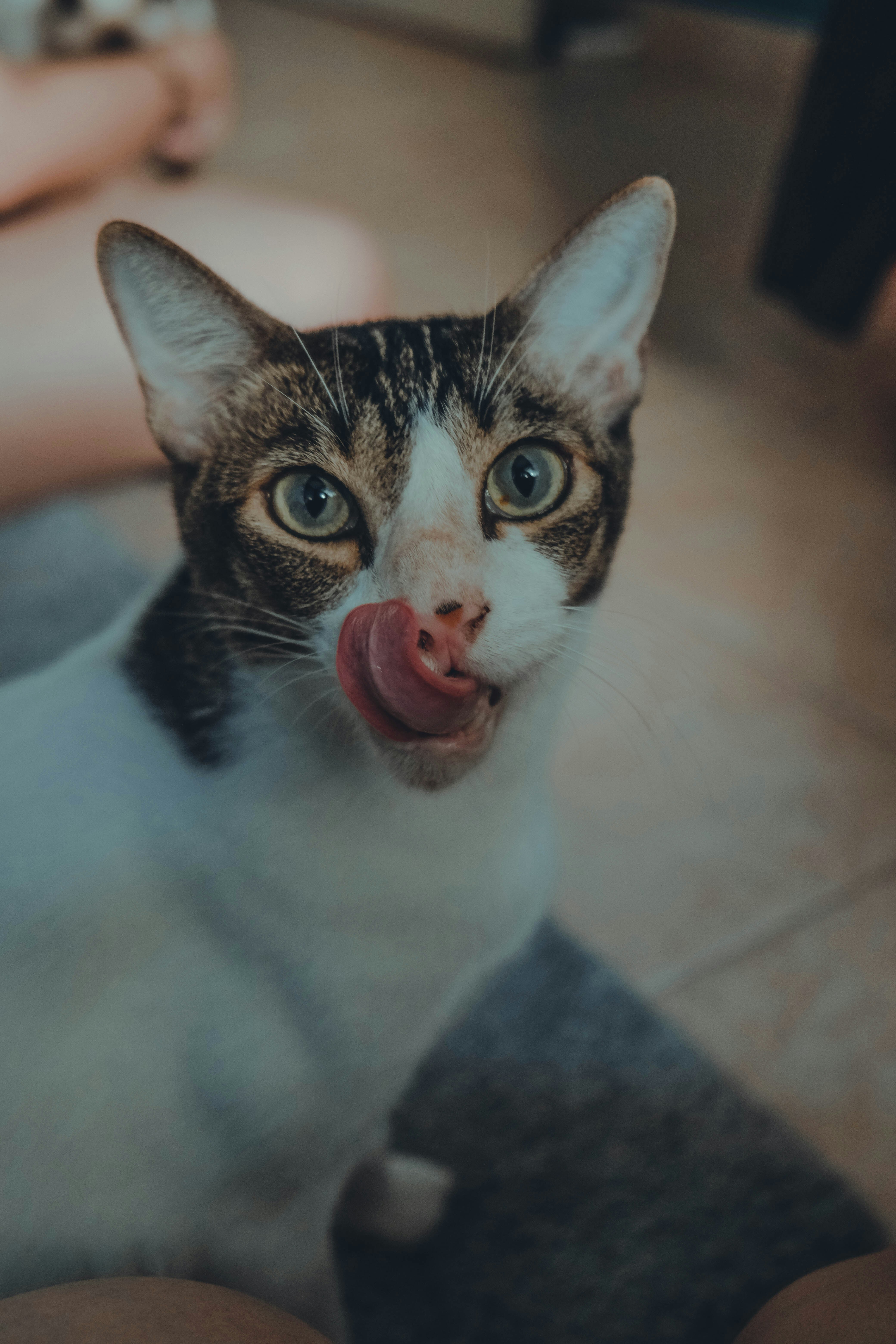 cat licking tongue