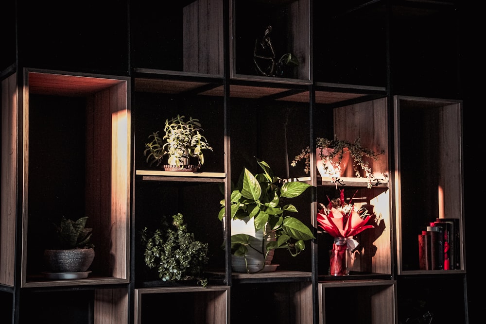 green plant on brown wooden shelf