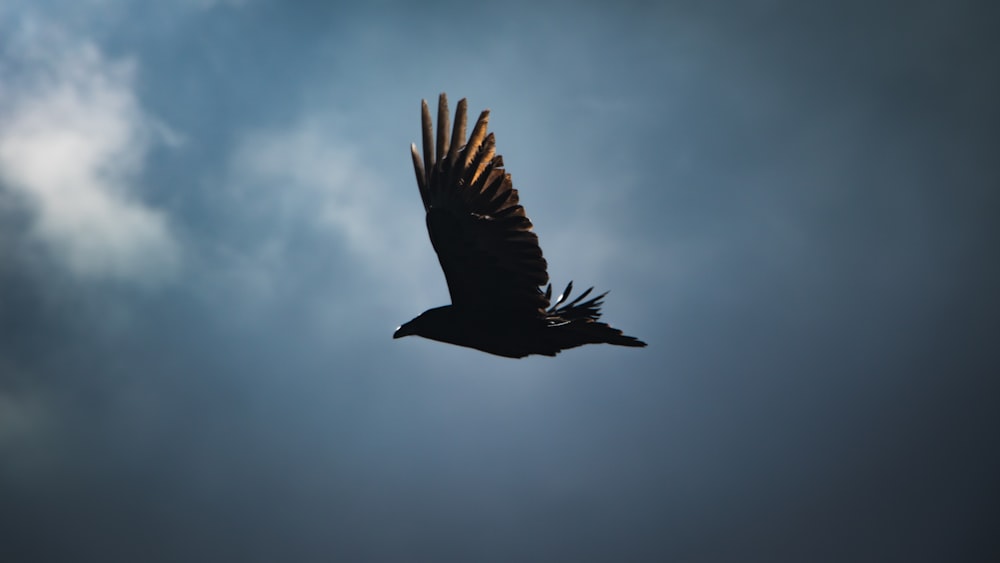 pássaro preto voando sob o céu azul durante o dia