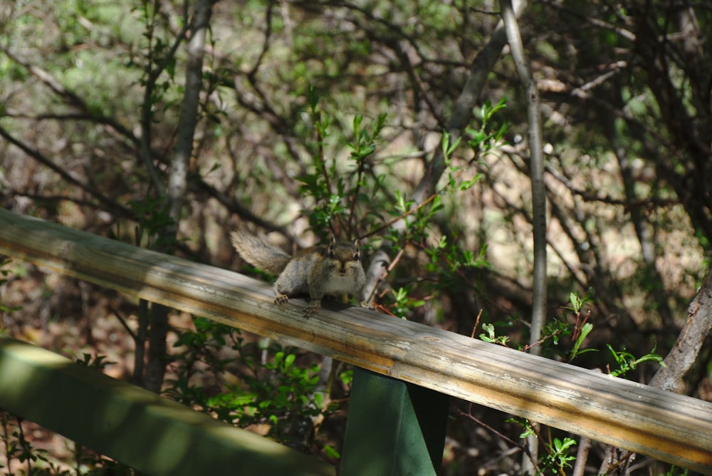 gray squirrel on brown wooden fence during daytime