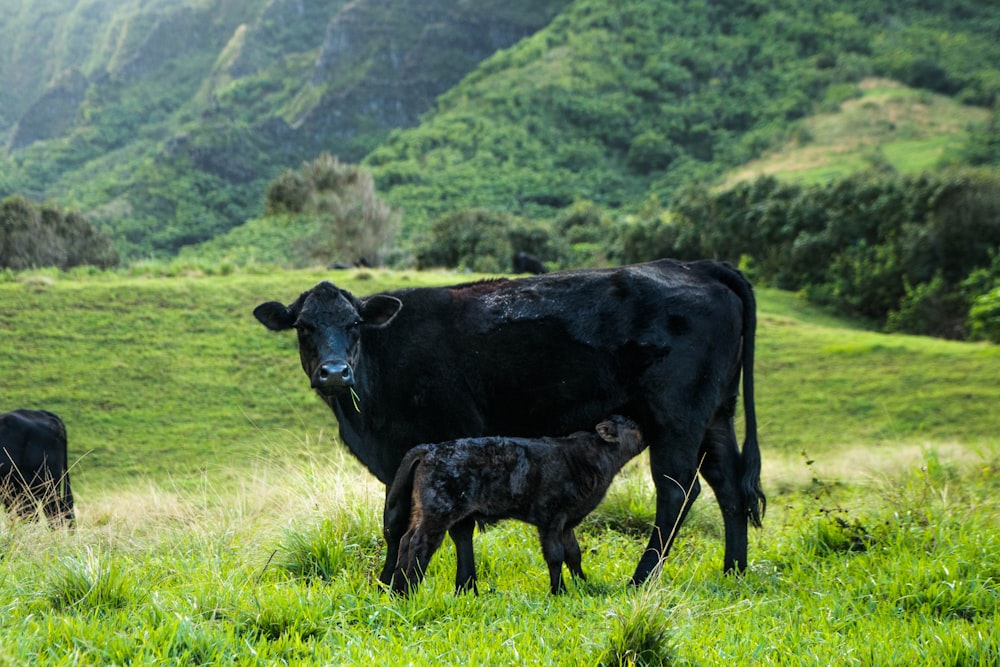 black cow on green grass field during daytime